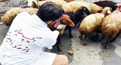 فعالیت ۳۶ گروه نظارتی دامپزشکی ایلام در عید قربان فعالیت ۳۶ گروه نظارتی دامپزشکی ایلام در عید قربان