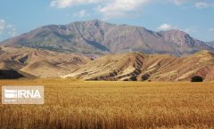 برداشت گندم از مزارع ایلام آغاز شد برداشت گندم از مزارع ایلام آغاز شد
