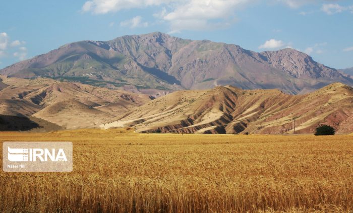 برداشت گندم از مزارع ایلام آغاز شد برداشت گندم از مزارع ایلام آغاز شد