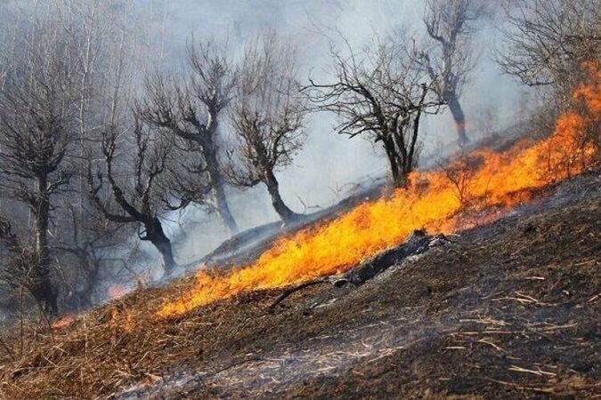 جنگل های زاگرس پاسوز قصور مسئولان شده است     *فاطمه بالیک