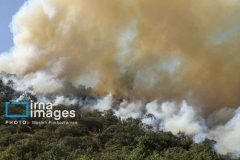 نماینده مجلس خواستار برخورد قاطع با عاملان آتشسوزی جنگلهای ایلام شد نماینده مجلس خواستار برخورد قاطع با عاملان آتشسوزی جنگلهای ایلام شد