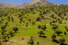 خانمحمدیان:۹۰ درصد اقدامات منابع طبیعی نیازمند مشارکت مردم است خانمحمدیان:۹۰ درصد اقدامات منابع طبیعی نیازمند مشارکت مردم است