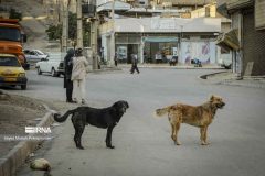 بیماری هاری کشنده اما قابل پیشگیری است بیماری هاری کشنده اما قابل پیشگیری است