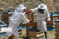 سرشماری زنبورستانهای ایلام آغاز شد/ ممنوعیت کوچ زنبورها تا ۱۷ مهر سرشماری زنبورستانهای ایلام آغاز شد/ ممنوعیت کوچ زنبورها تا ۱۷ مهر