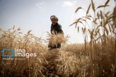 گندمکاران در انتظار اعلام قیمت خرید تضمینی گندمکاران در انتظار اعلام قیمت خرید تضمینی