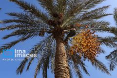 برداشت ۳۳۰ تُن خرما از نخلستانهای ایلام برداشت ۳۳۰ تُن خرما از نخلستانهای ایلام