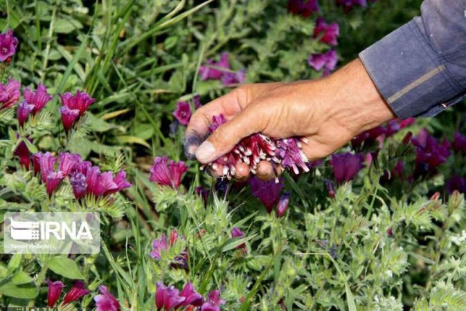 برداشت گیاهان دارویی و جنگلی در ایلام ممنوع شد برداشت گیاهان دارویی و جنگلی در ایلام ممنوع شد