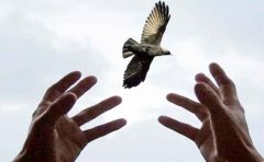 بخشش پای چوبه دار در ریگان کرمان بخشش پای چوبه دار در ریگان کرمان