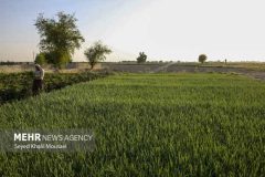 چالشهای اجرای طرح «از مزرعه تا سفره» در ایلام؛ زیرساختها فراهم نیست چالشهای اجرای طرح «از مزرعه تا سفره» در ایلام؛ زیرساختها فراهم نیست