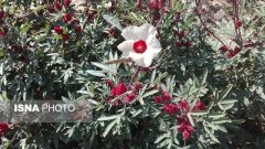 زیباییهای گل چای ترش در مزرعهی گرمسیری جهاددانشگاهی در دهلران زیباییهای گل چای ترش در مزرعهی گرمسیری جهاددانشگاهی در دهلران
