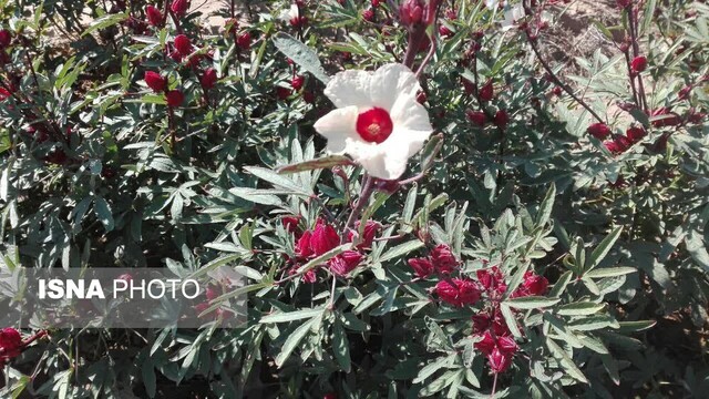 زیباییهای گل چای ترش در مزرعهی گرمسیری جهاددانشگاهی در دهلران زیباییهای گل چای ترش در مزرعهی گرمسیری جهاددانشگاهی در دهلران