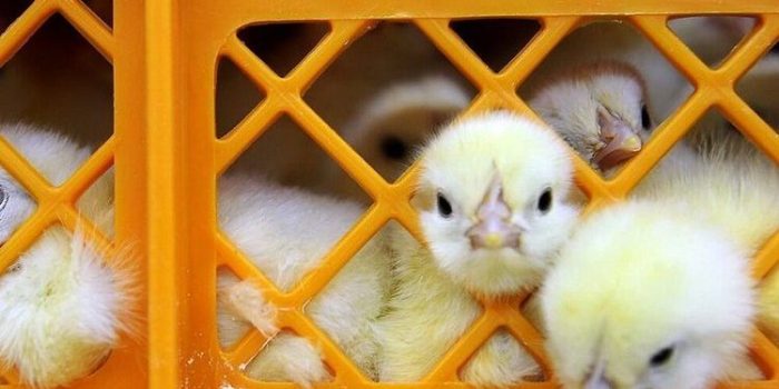 یک میلیون و ۱۹۷ هزار قطعه جوجه ریزی در مرغداریهای ایلام انجام شده است یک میلیون و ۱۹۷ هزار قطعه جوجه ریزی در مرغداریهای ایلام انجام شده است